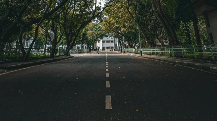 Manfaat Pohon Hijau di Kawasan Kota