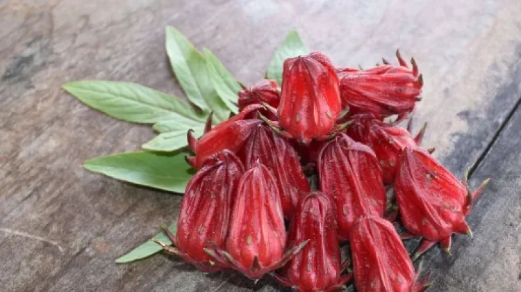 Manfaat Bunga Rosela untuk Kesehatan