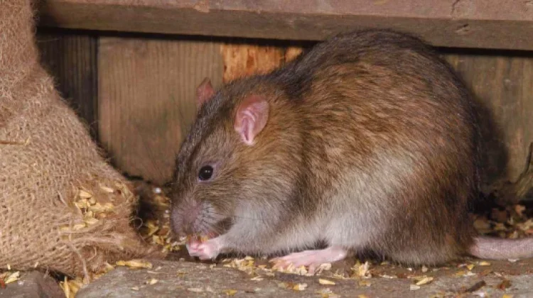 Beberapa Penyakit Berbahaya yang disebabkan Tikus ke Manusia