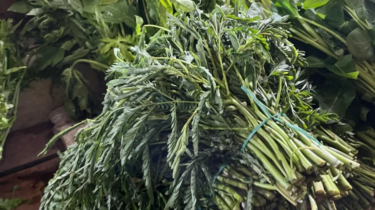 Putri Malu ternyata Bisa Disayur, Berikut Resep Memasaknya