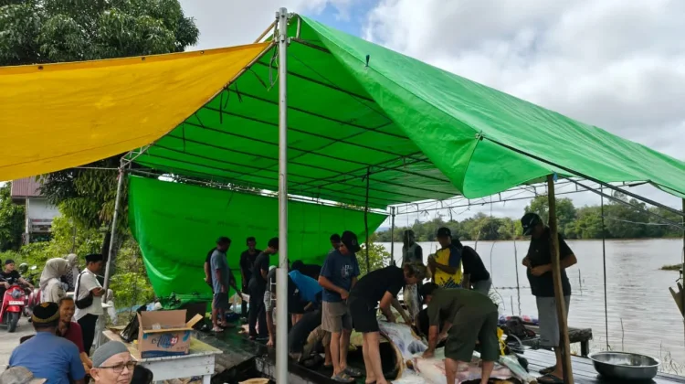 Bantuan Sapi Kurban Pemkab Sintang Disambut Syukur Masyarakat Ulak Jaya