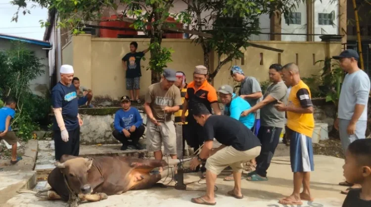 Surau Al Ma’un Sembelih Lima Ekor Sapi