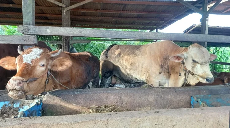 Idul Adha 1447 H Bawa Berkah bagi Peternak Sapi Sintang