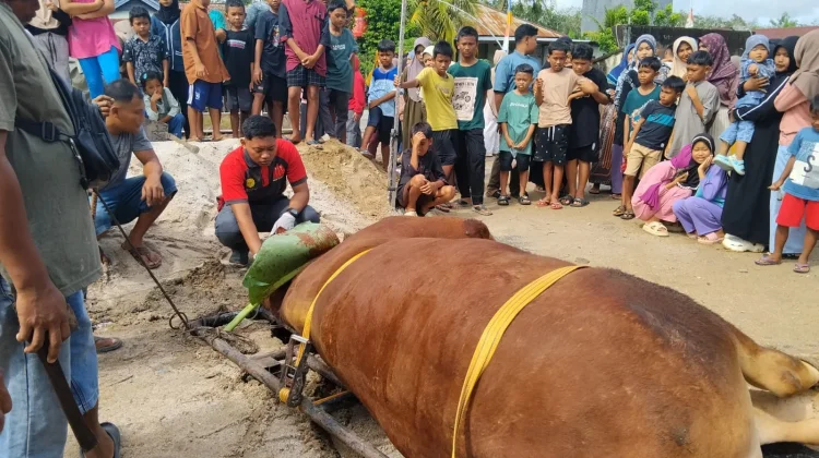Disbunak Sintang Awasi Pemotongan Sapi Kurban Bantuan Presiden