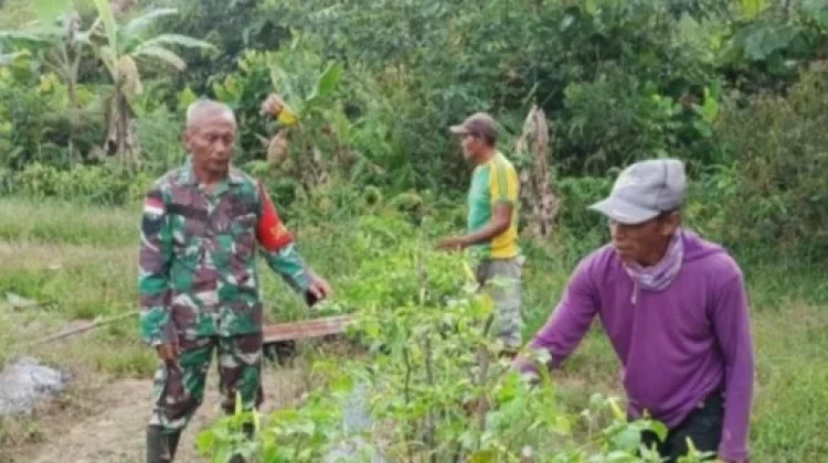 Babinsa Puring Kencana Kapuas Hulu Bantu Warga Binaannya Panen Cabai