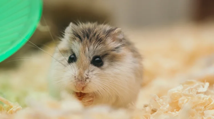 Cara Merawat Hamster di Rumah