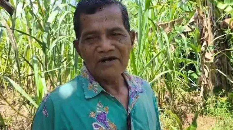 Petani di Sintang Raup Rezeki dari Hasil Penjualan Tebu