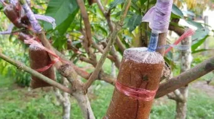 Cara Perbanyakan Bibit Tanaman Mangga