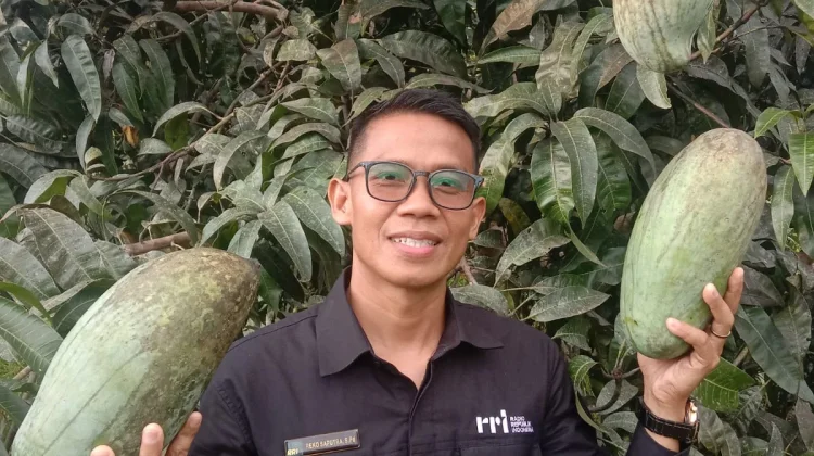 Tahapan-tahapan Budidaya Mangga  agar Hasil Memuaskan