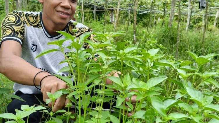 Cara Merawat Tanaman Kemangi agar Tumbuh Subur
