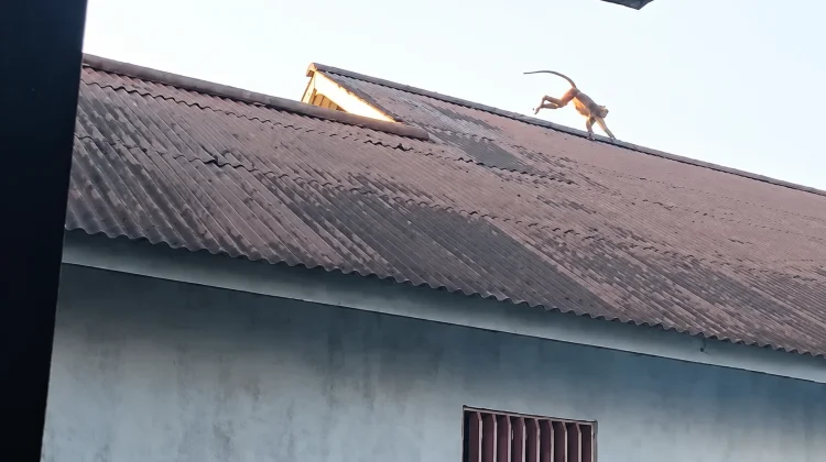 Warga Resah, Monyet Kelasi dari HWB Berkeliaran di Permukiman