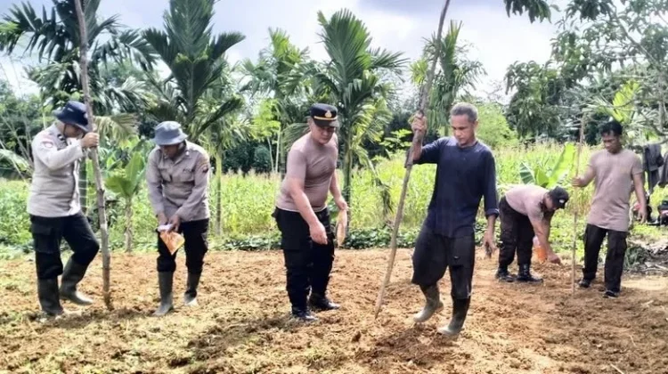 Polsek Suhaid Melaksanakan Penanaman Jagung seluas 1 Hektar