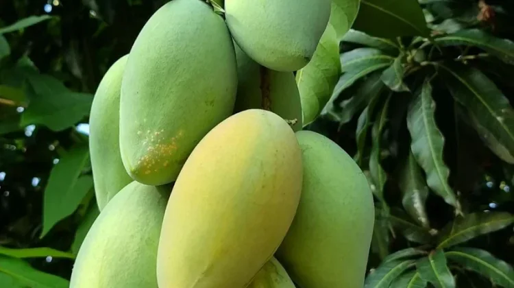 Khasiat Buah Mangga