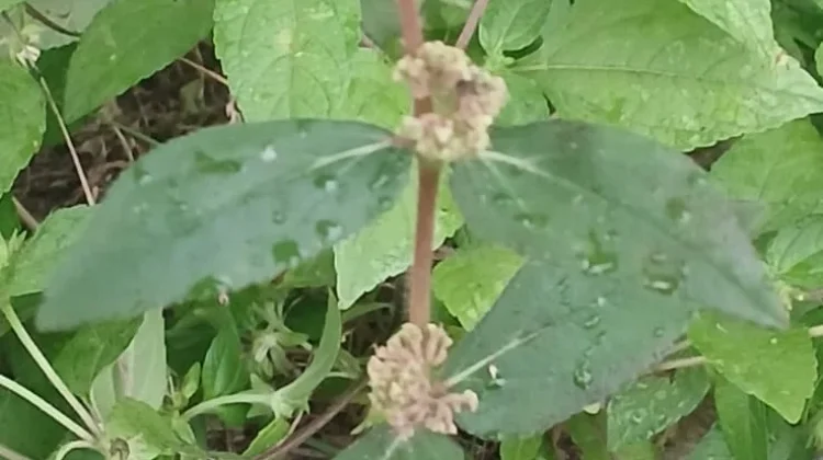 Khasiat Daun Patikan Kebo
