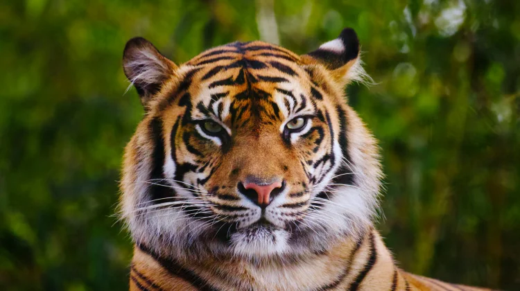 Cindaku, Mitologi Manusia Harimau dari Sumatra