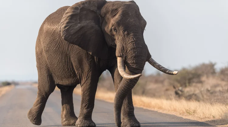 Fakta Unik Tentang Gajah yang Perlu Kamu Ketahui