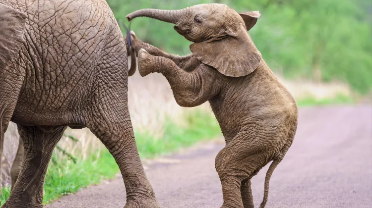 Filosofi Gajah untuk Kehidupan