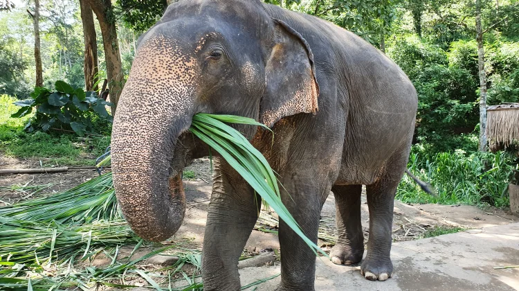 Fakta tentang Gajah Pecinta Manisnya Gula Merah