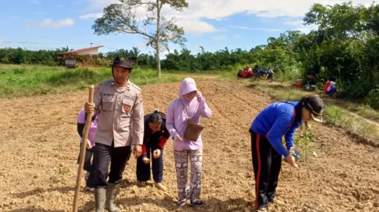 Warga Desa Empajak Tanam Jagung Hibrida