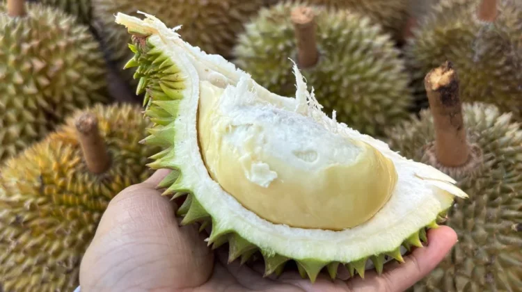 Tips Menikmati Durian tanpa Takut Kolesterol