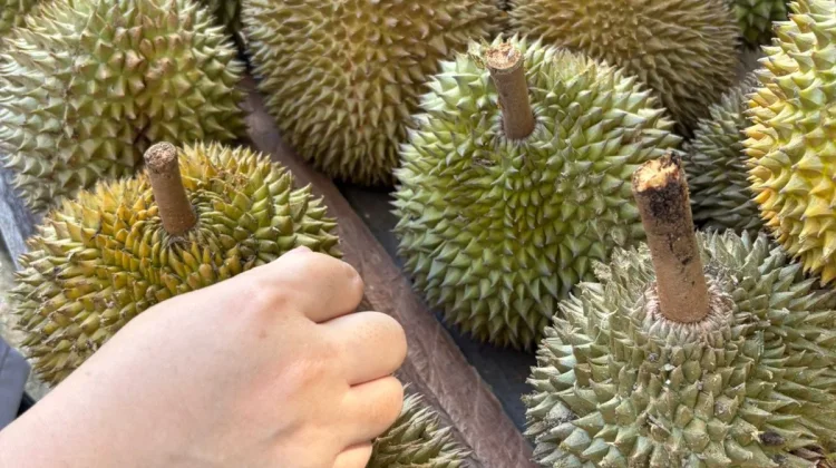 Fakta Menarik Tentang Durian