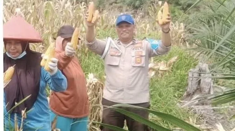 Sinergi Polri dan Kelompok Tani Sentabai Berbuah Panen Jagung Melimpah