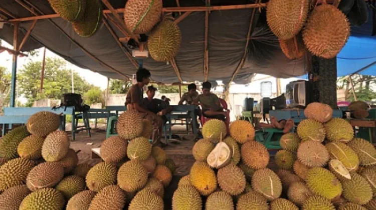 Tips Aman Menikmati Musim Durian