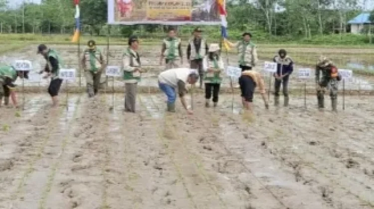 Sintang Memiliki Potensi Tanam Padi Sawah, Wujudkan Swasembada Pangan