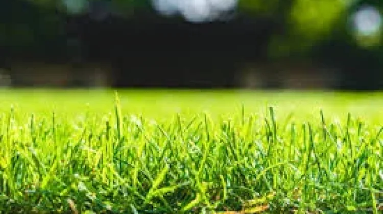 Tips Merawat Rumput Hias di Halaman Rumah