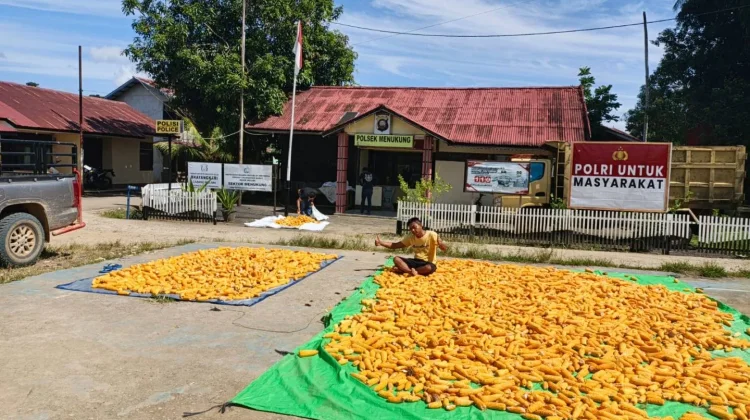 Polsek Menukung Dukung Ketahanan Pangan lewat Demplot Jagung