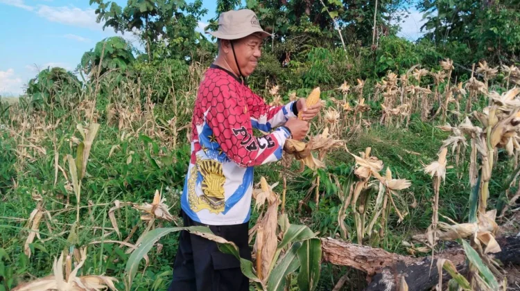 Polsek Menukung Panen Jagung Hibrida
