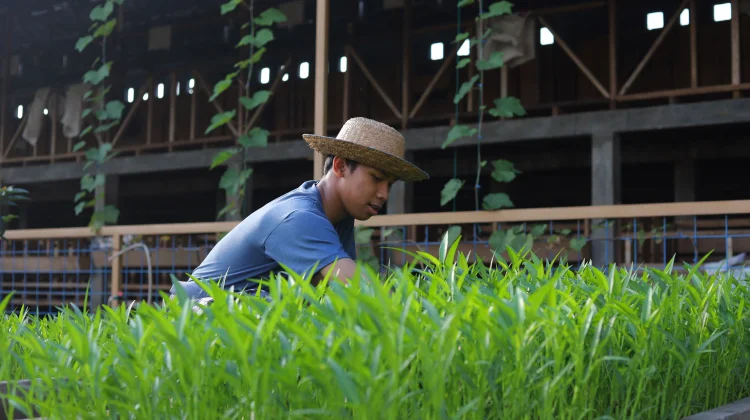 Cara Generasi Muda Menjadi Petani Modern