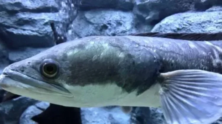 Mengapa Ikan Gabus Berpotensi Membantu Mencegah Stunting pada Anak?