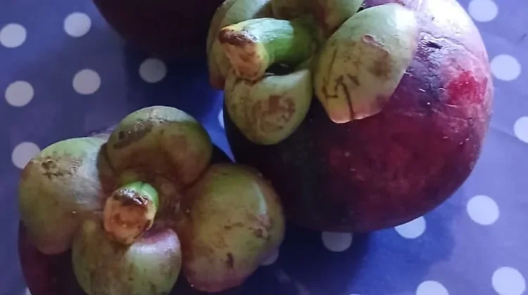 Terungkap! Khasiat Buah Manggis yang Selama Ini Jarang Dibahas