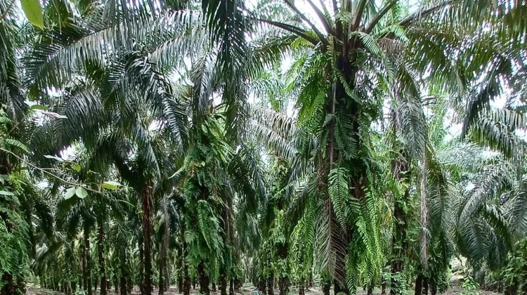 Bupati Sintang : Masyarakat dan Perusahaan Bersinergi Cegah Karhutla