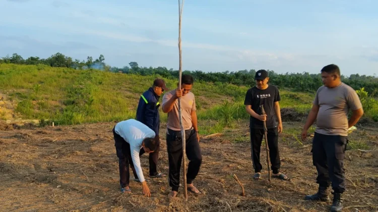 Warga Desa Sungai Ringin Lakukan Penanaman Jagung Hibrida