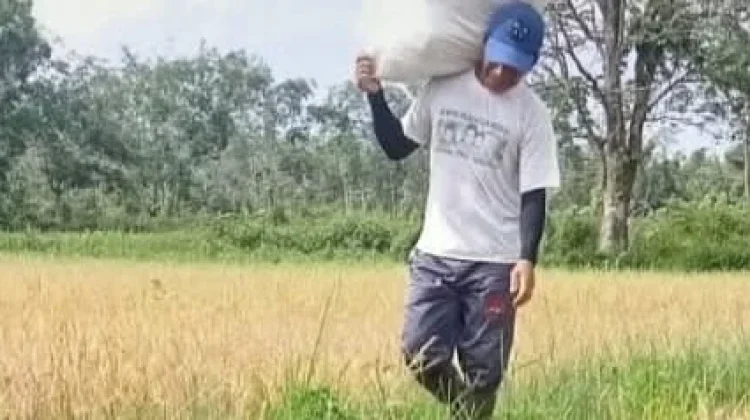 Petani Kelam Permai Terancam Gagal Panen