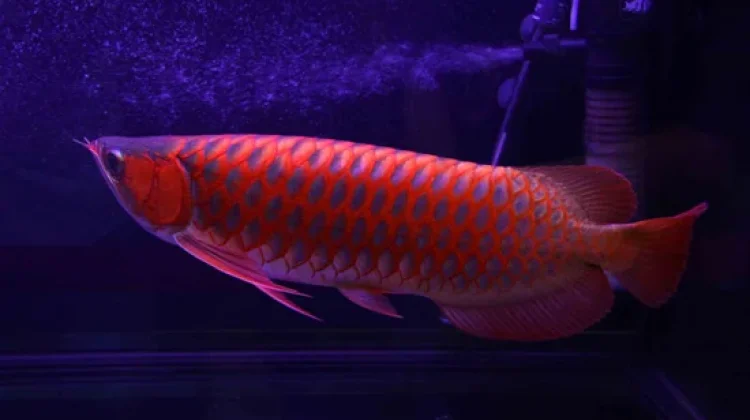 Wajib Tahu! Ikan Hias Endemik dari Sungai Kapuas