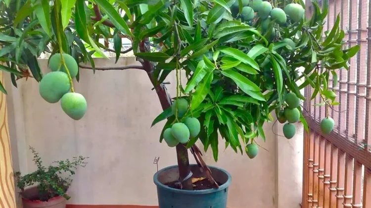 Lahan Terbatas Tak Jadi Kendala, Lima Tanaman Buah Ini Cocok Ditanam di Pot