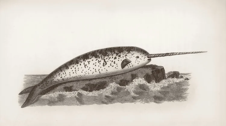 Taring Narwhal Bukan Sekadar Hiasan, Ini Fungsinya