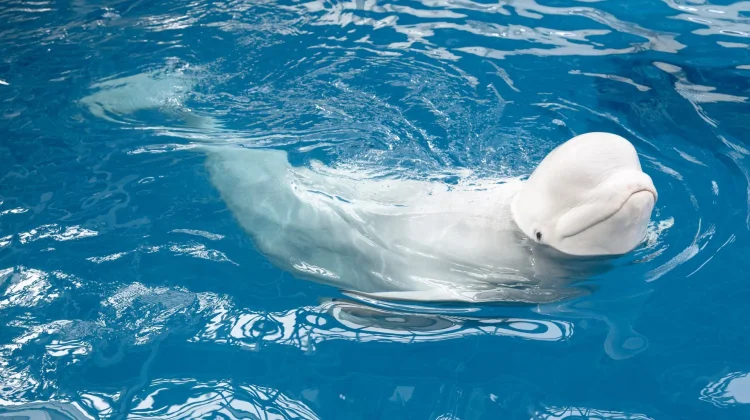 Mengenal Paus Beluga, Paus Putih yang Menggemaskan