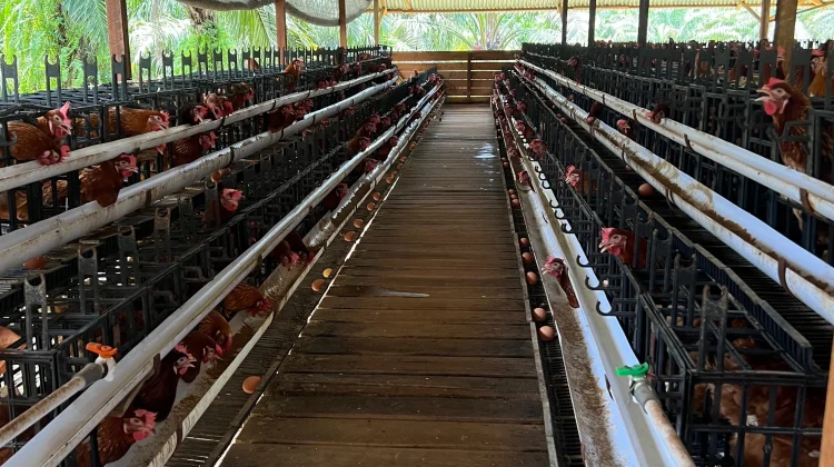 Budidaya Ayam Petelur Jadi Potensi Pangan Lokal untuk Program MBG