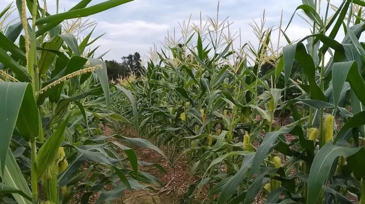 Pangan Lokal Berpotensi Dukung MBG, Petani Masih Jual lewat Agen