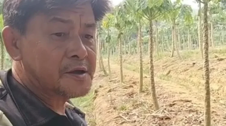 Tanaman Jeruk Jadi Pilihan Bertahan di tengah Kekurangan Air