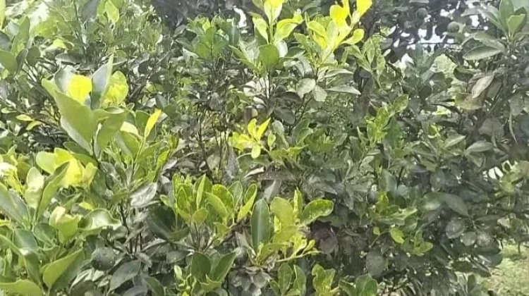 Petani Jeruk Sintang Kembangkan Hasil Pertanian