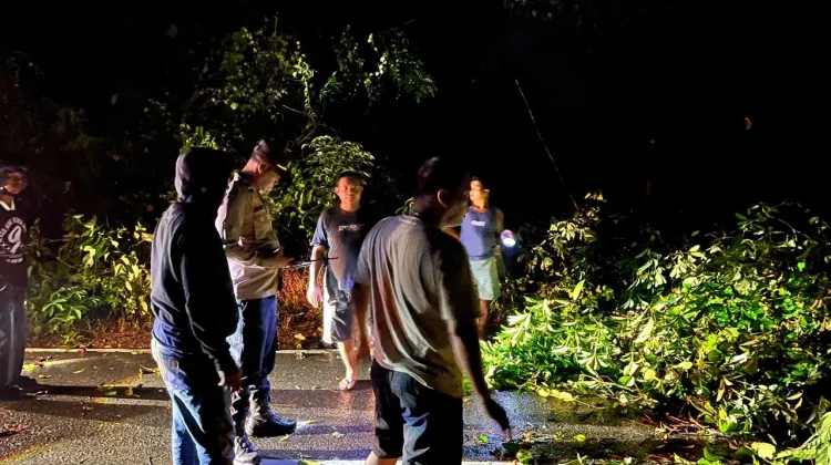 Hujan Deras di Sekadau Tumbangkan Pohon