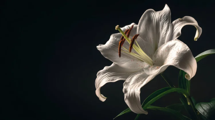 Arti Bunga Lily Berdasarkan Warna dan Jenisnya