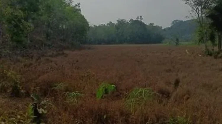 Curah Hujan Minim, Pertumbuhan Padi dan Jagung di Sintang Terganggu