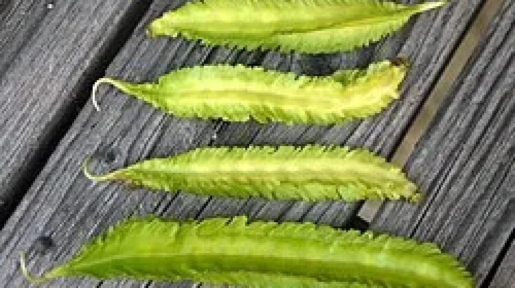 Kecipir, Sayuran dengan Bentuk Bersayap