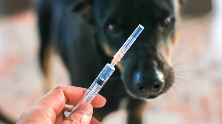 Hari Rabies Sedunia: Momen Tepat Peduli Hewan Peliharaan